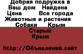 Добрая подружка,в Ваш дом!!!Найдена › Цена ­ 10 - Все города Животные и растения » Собаки   . Крым,Старый Крым